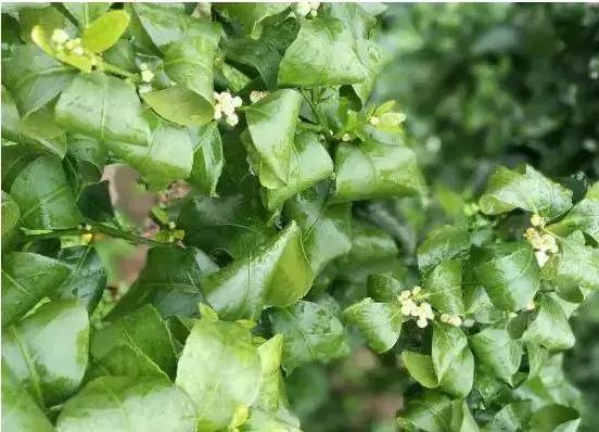 线虫对哪些作物有影响,作物线虫危害