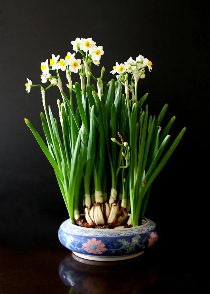 水仙球哪里品种好,水仙挑选方法