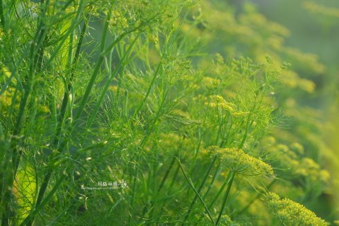 西餐常用的十三种香草介绍大全,西餐中常用的15种香料和香草