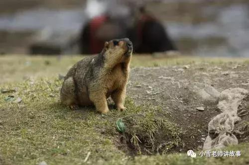 土拨鼠当宠物养合法吗,宠物土拨鼠能只养一只吗