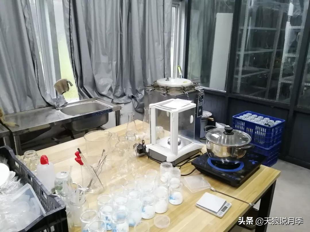 天狼月季起源,天狼月季是做什么的