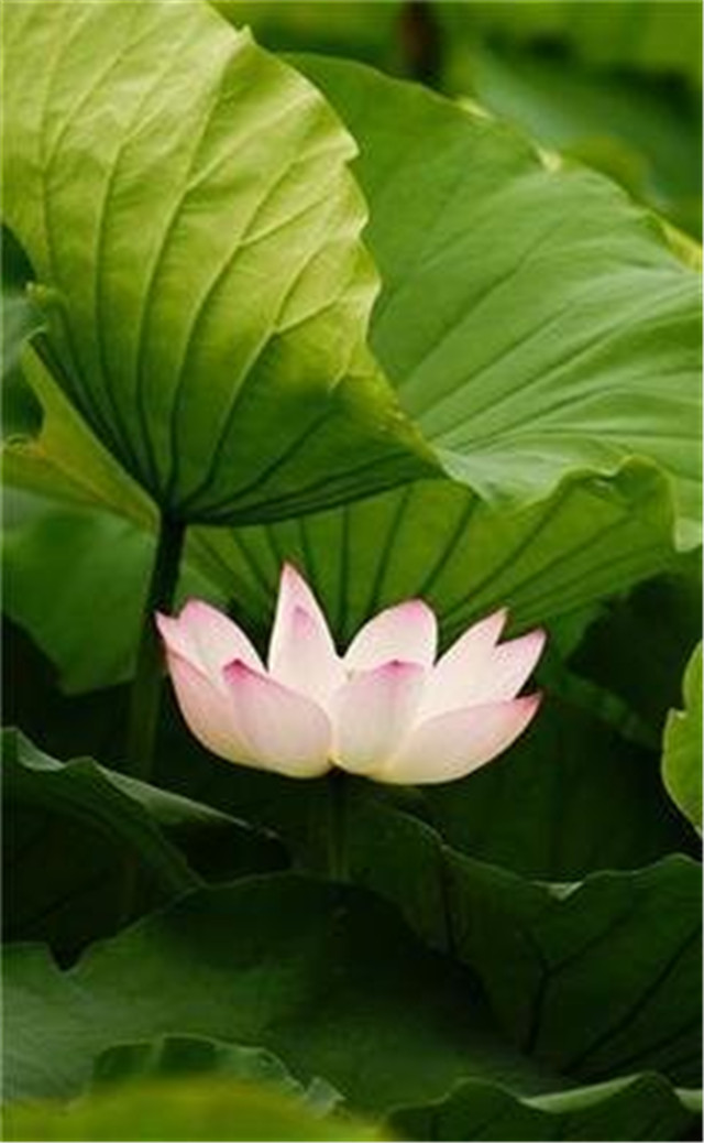 缓解眼睛疲劳壁纸颜色,缓解眼睛疲劳的壁纸高清