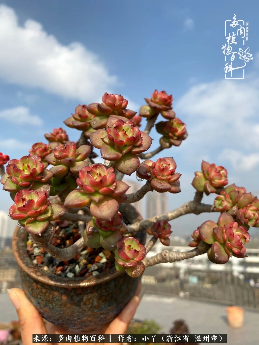 祖上无院家里无矿,一腔浪漫情怀付诸楼顶造花