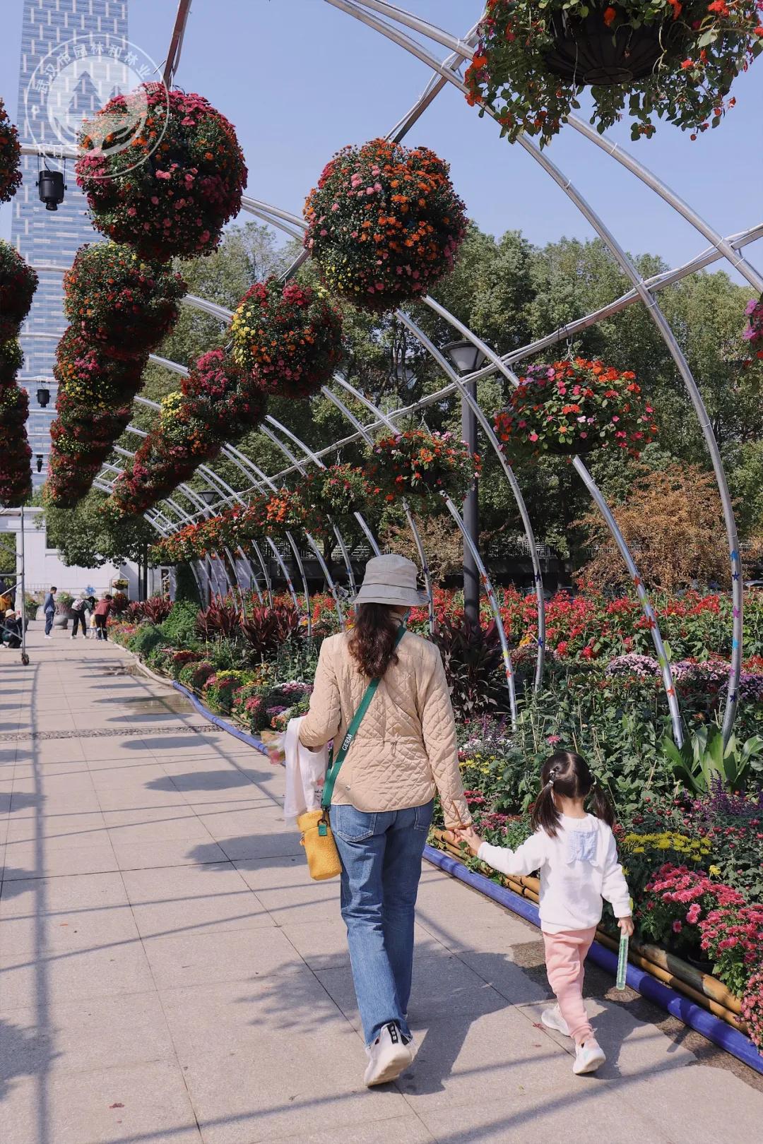 金秋时节菊展赏菊,趁着周末逛菊展