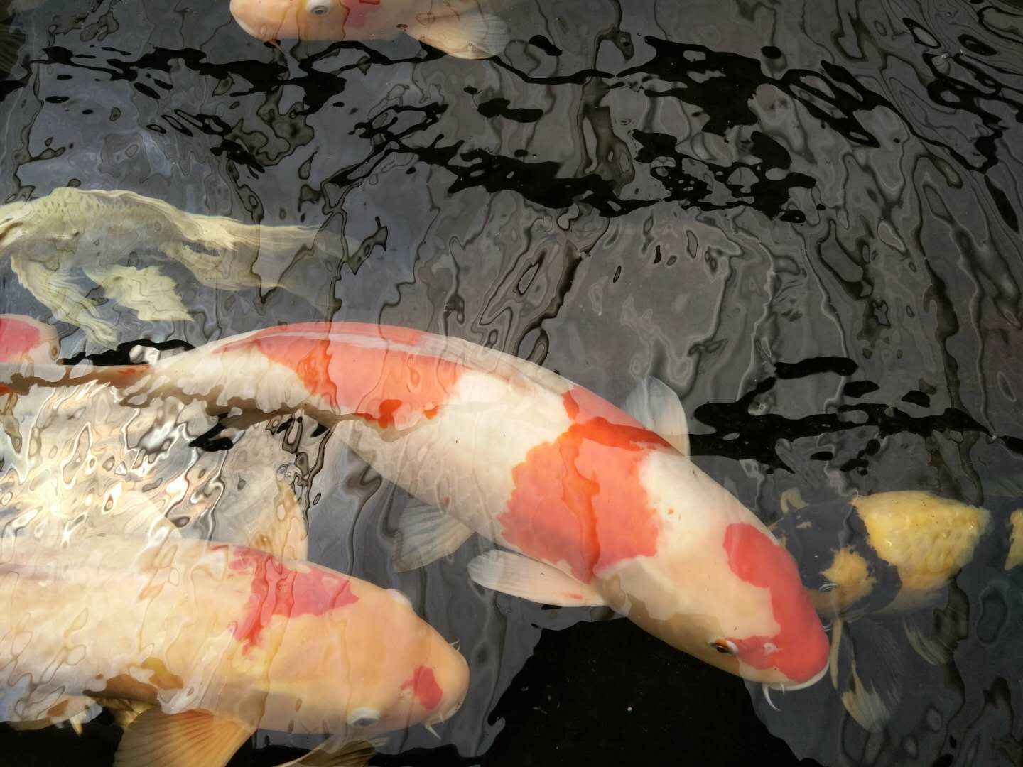 锦鲤饲养要注意哪些,饲养锦鲤用什么肥水