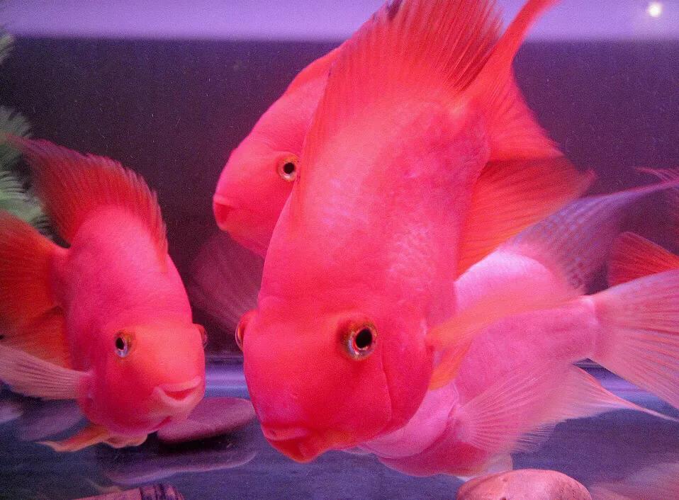 财神鱼哪种比较漂亮,起头财神鱼