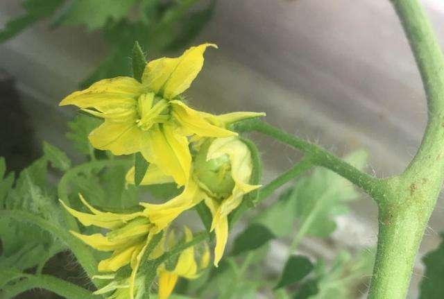 番茄黑根死根烂苗怎么防治,番茄苗倒伏烂茎怎么办