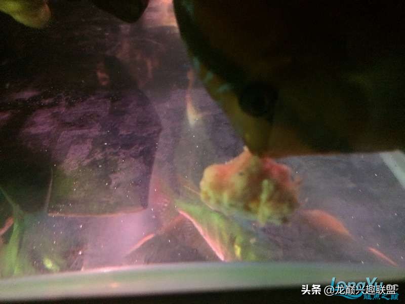 手把手教你做龙鱼最强营养秘方食谱--鲜虾牛肉狮子头，别馋哈