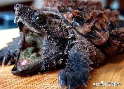 龟不痛不痒有点出血水,龟不伸头无力