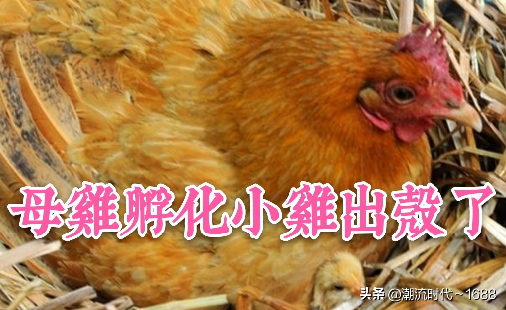 怎么孵化小鸡宝宝,怎么孵化小鸡不用孵化箱和电热毯