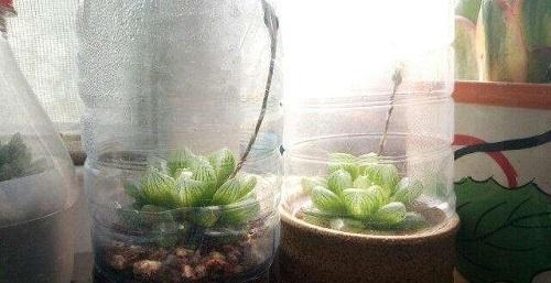 冬天花卉保暖方法,温室保暖