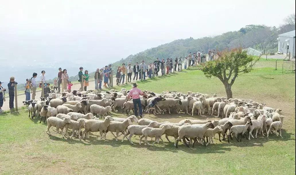 日本农场营收10亿经营秘诀,日本妈妈牧场怎么运营