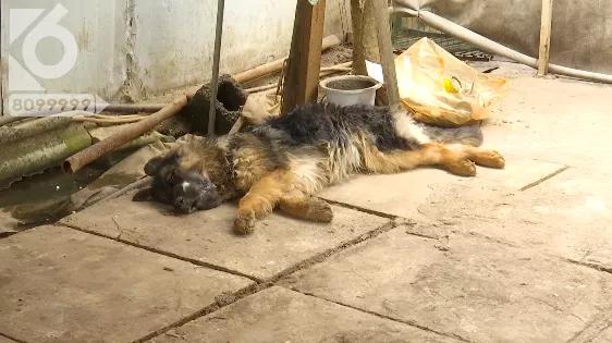 暴毙宠物犬后续,浑身抽搐的狗视频