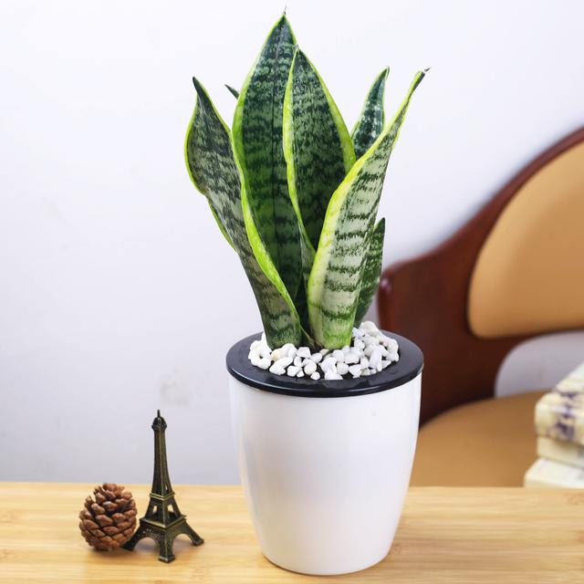 虎皮兰叶片发软还能恢复吗,虎皮兰叶片冻了根能成活吗