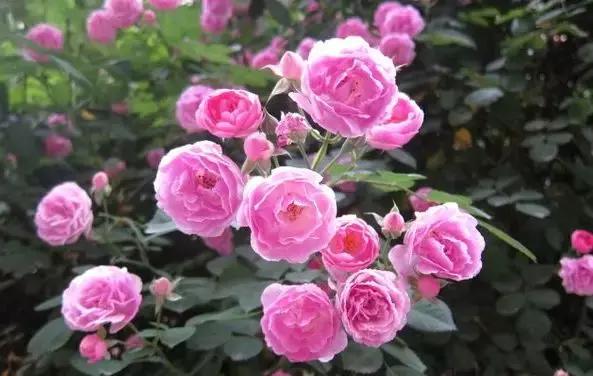 双流空港秘密花园,双流不要门票的公园