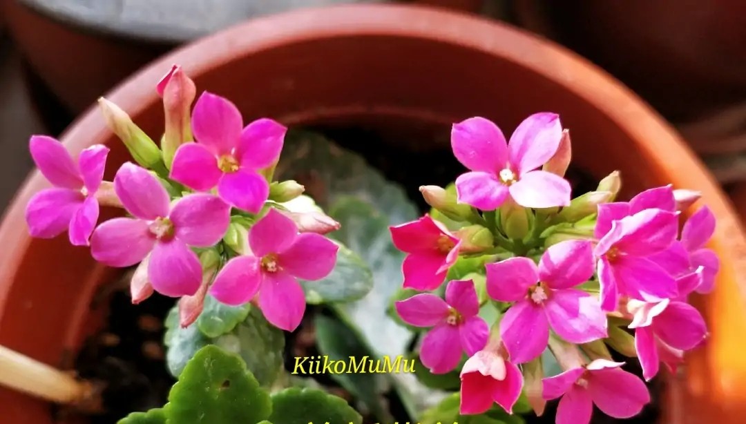 长寿花单瓣品种大全,长寿花100种颜色图片