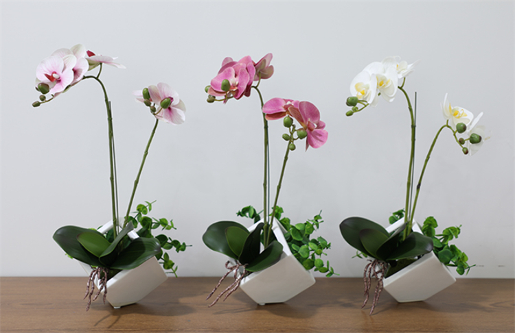 蝴蝶兰怎么养才能更旺盛一点,蝴蝶兰好养吗新手