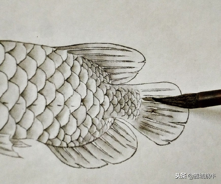 怎么样画出特别大的金龙鱼,金龙鱼的淡色工笔画法