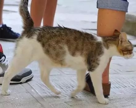 猫咪为什么喜欢用屁股对着主人,猫咪老是把屁股对着你是啥意思