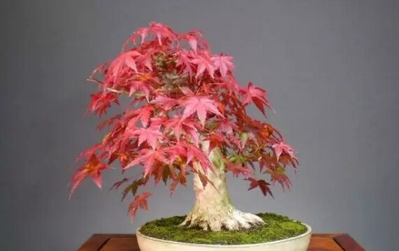 红梅盆景怎么修剪枝干能又短又多,对节白蜡盆景枝干修剪