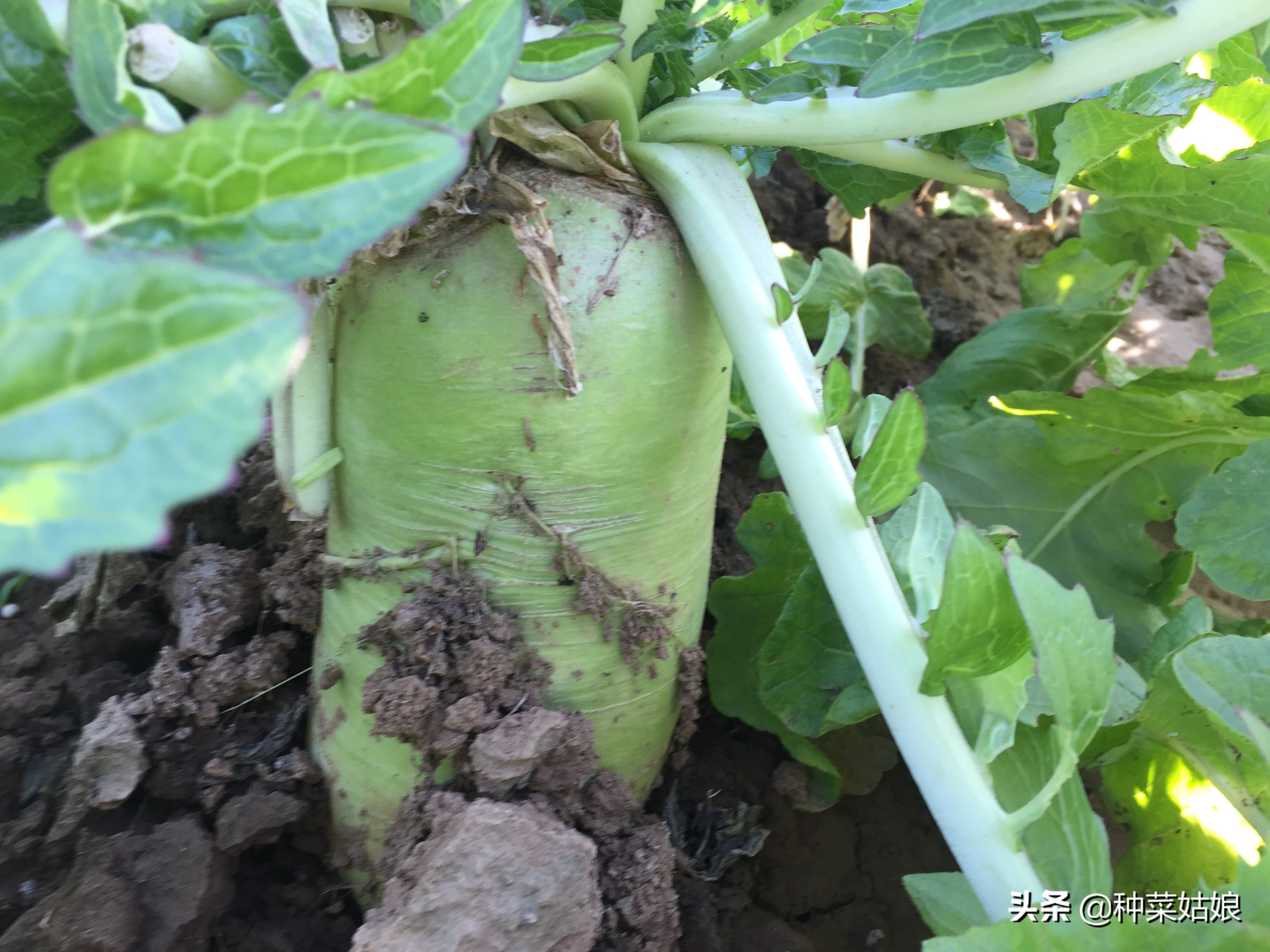 种菜怎么施肥效果最好,种菜长得慢该怎么办