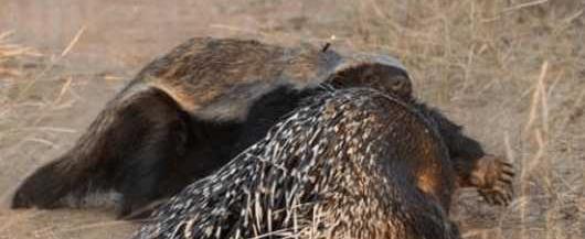蜜獾厉害还是平头哥更厉害,平头哥蜜獾到底有多强大