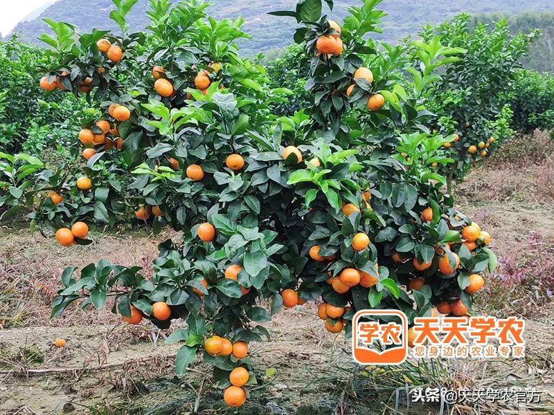金秋砂糖桔的缺点,今年的金秋砂糖橘