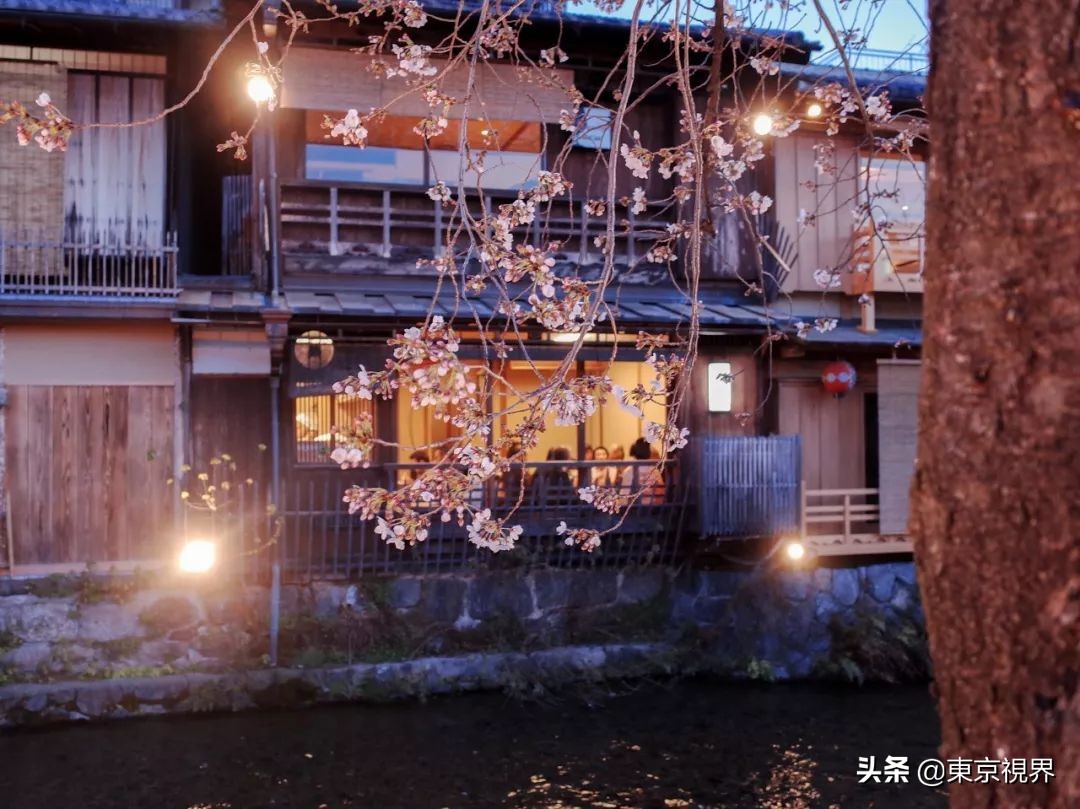 我在京都，攒下一整个春日的绝美樱色送给你。