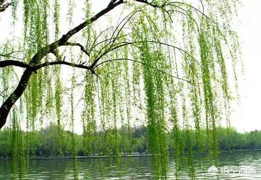 古人七言对联描写春天,诗词对联写春天