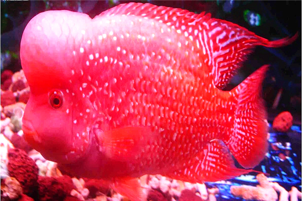 罗汉鱼为什么肚子鼓鼓的,罗汉鱼腹胀粪便散怎么回事