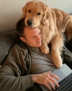 养什么狗好不爱叫,养什么狗不拆家不生病