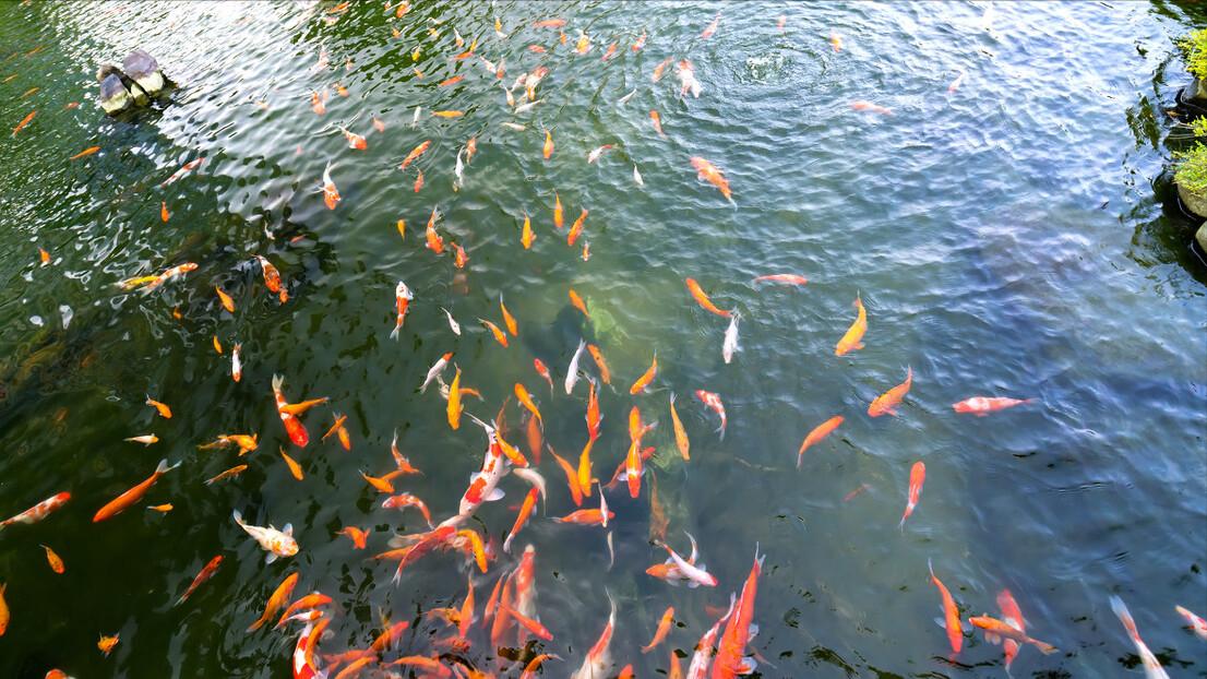 泾河龙王算卦事件视频全集,泾河龙王被凡人算命