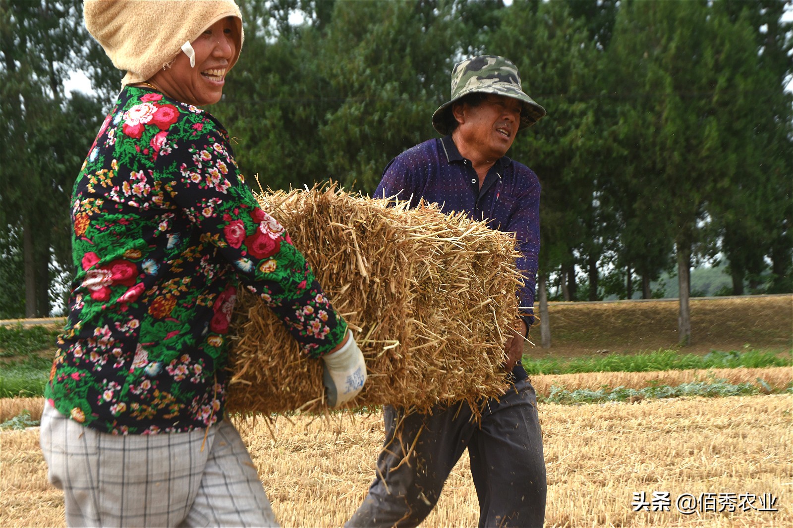 利用农作物秸秆就能赚钱的好项目,小麦秸秆种植致富项目