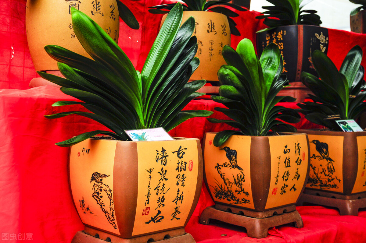 那些令人赞叹的庭院花卉,5种庭院生活方式的花卉