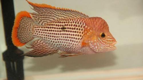 慈鲷品种,慈鲷类型