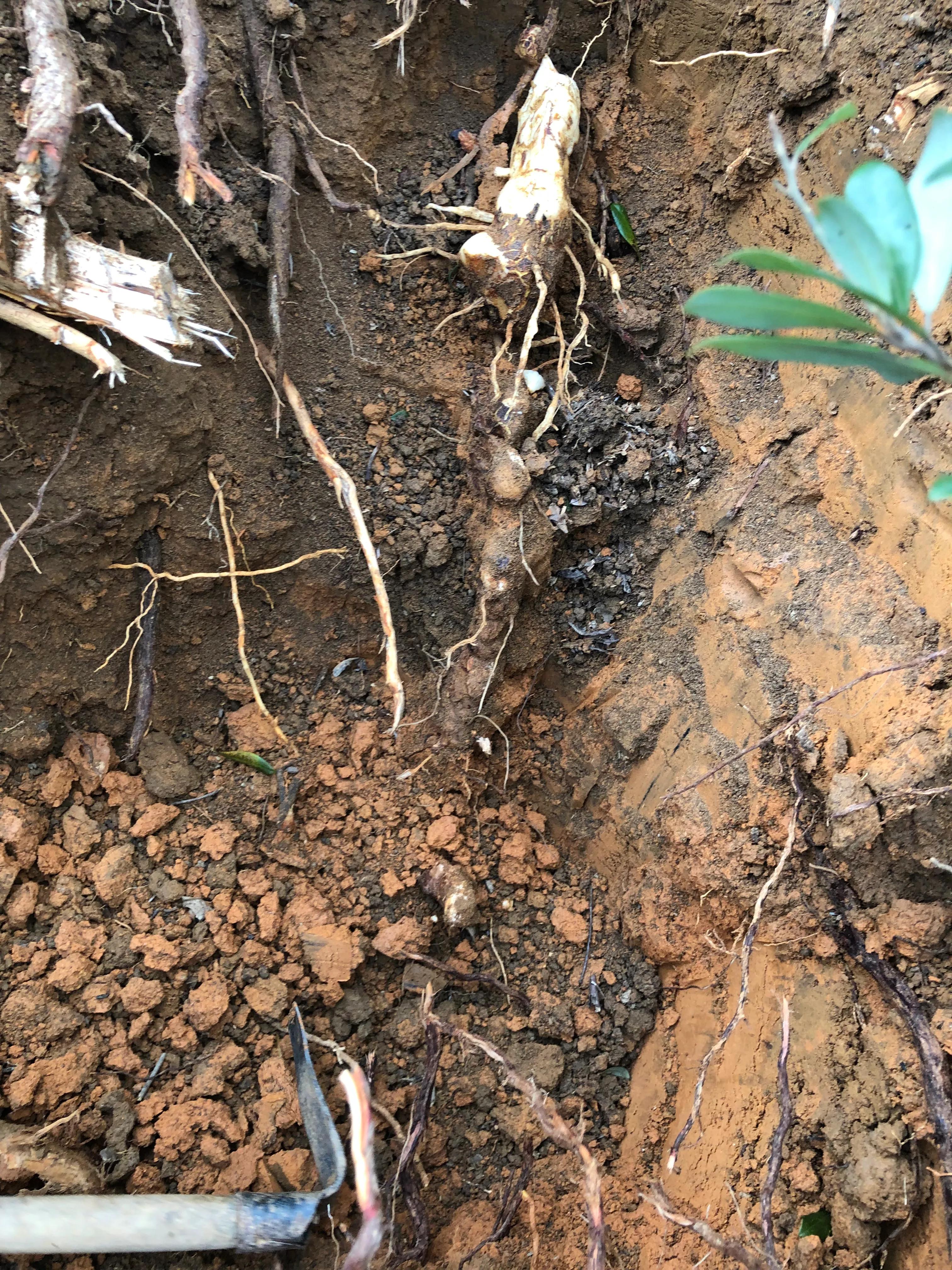 深山野岭野生植物,深山老林野菜植物
