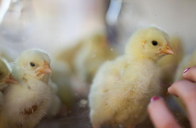 养鸡怎么控制鸡舍温度,养鸡湿度对雏鸡有什么影响