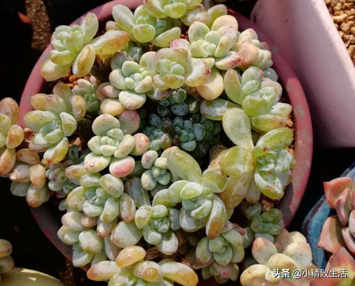 多肉植物化水,多肉植物化水是什么意思