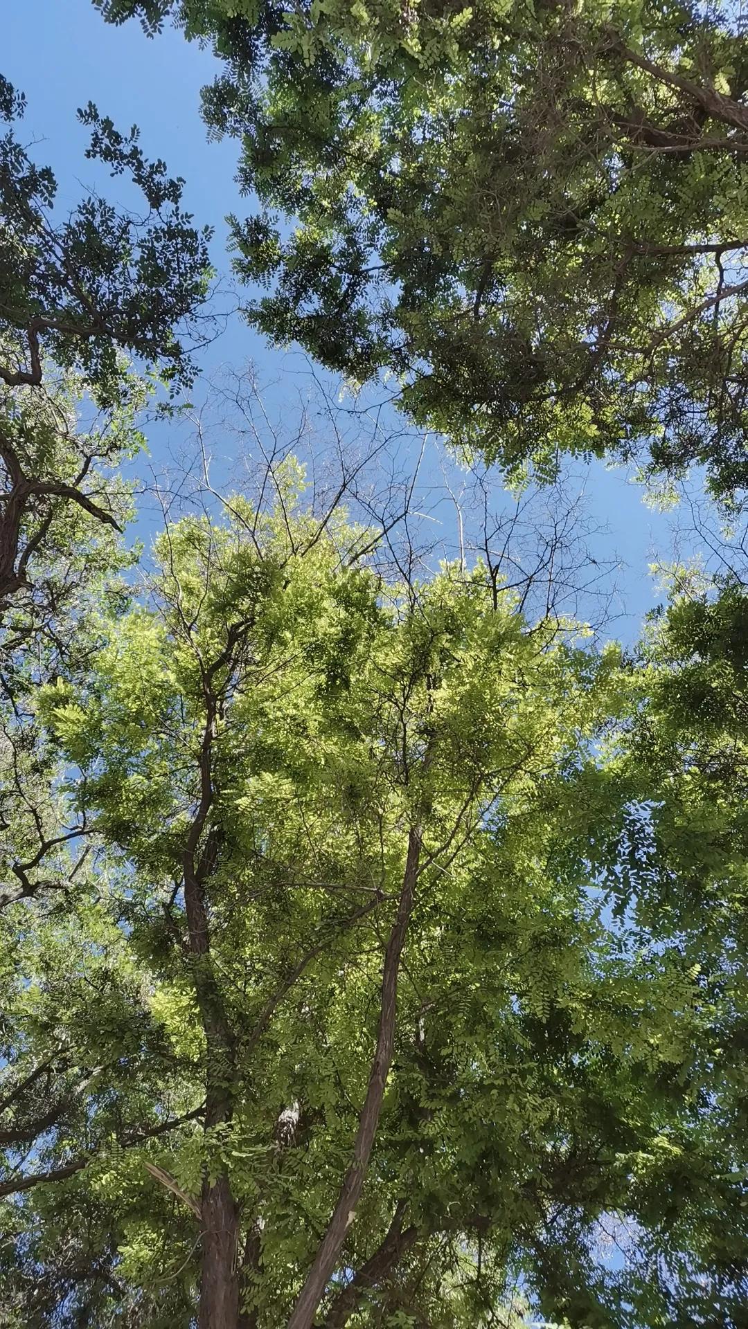 张掖景区大佛寺介绍,张掖大佛寺旅游攻略