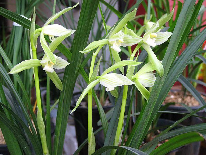 春剑玉露兰花品种介绍,春剑红素兰花品种价格一览表