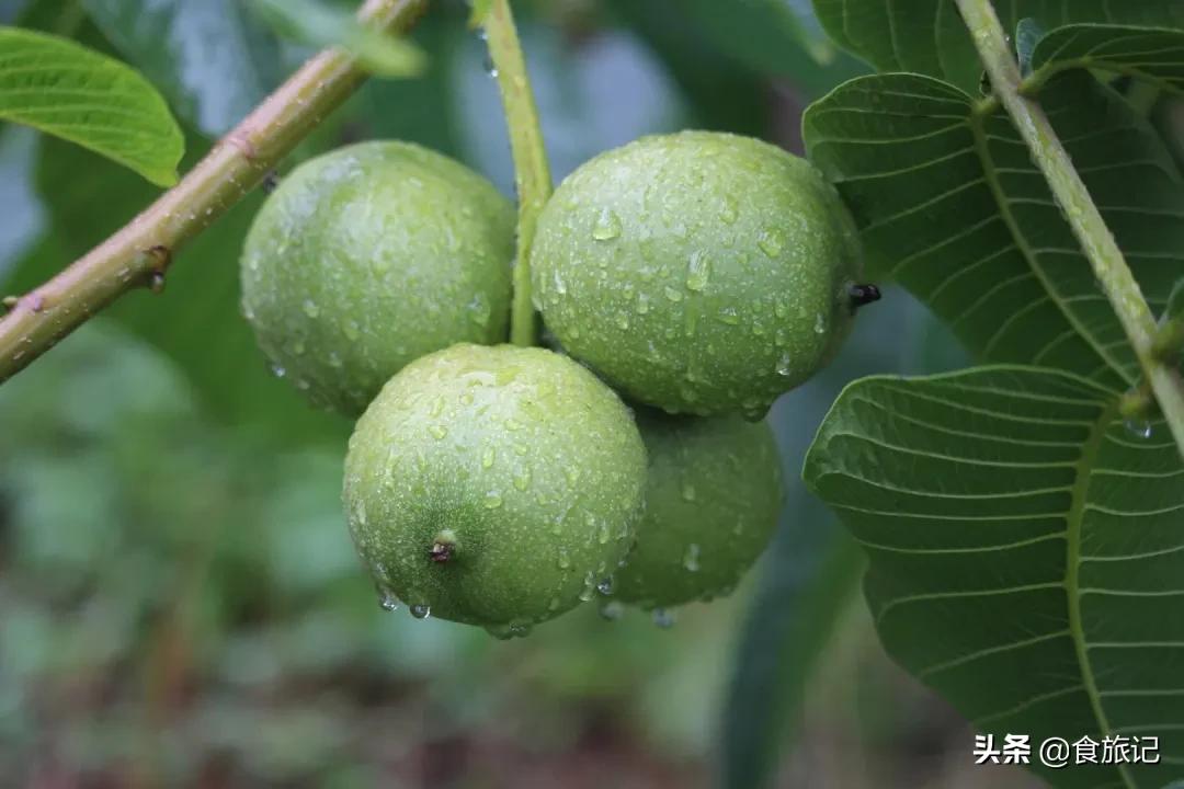 大凉山自然成熟的绿皮核桃,大凉山去青皮鲜核桃果肉饱满