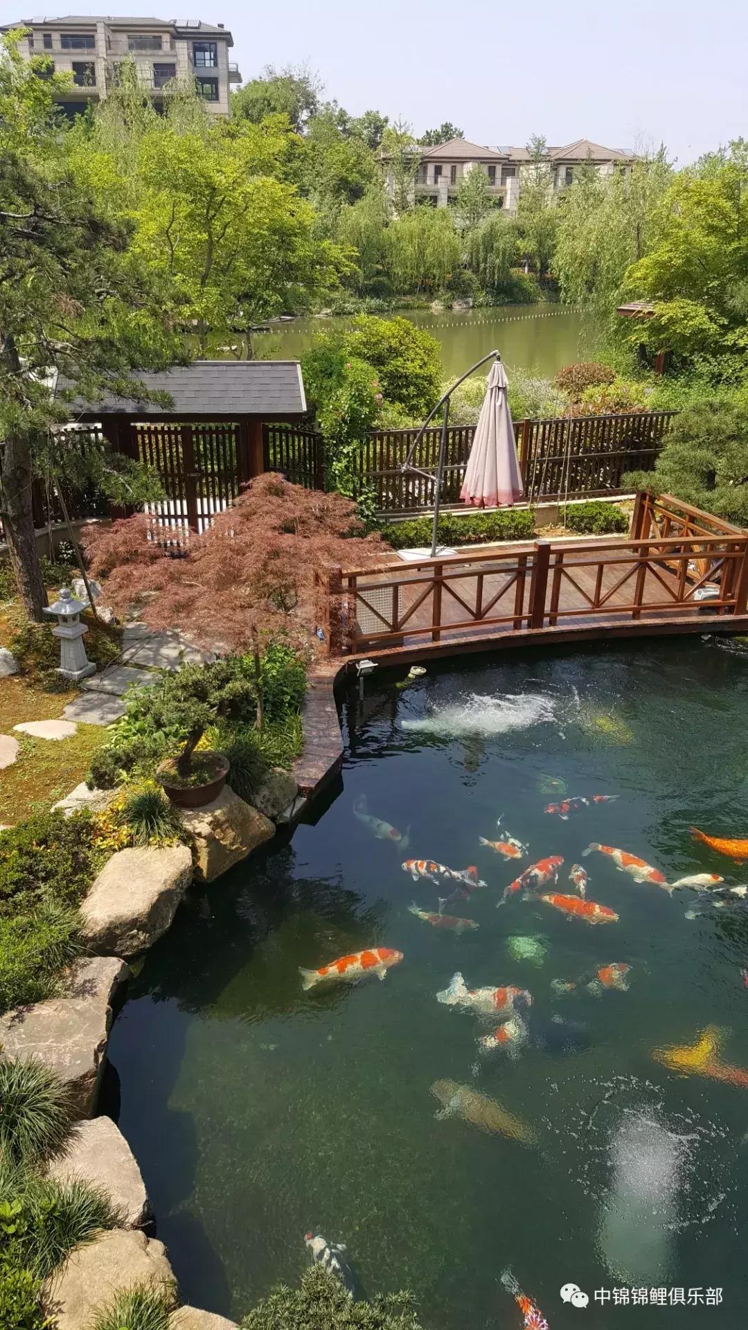 北京室外地上鱼池怎么过冬,东北户外鱼池过冬