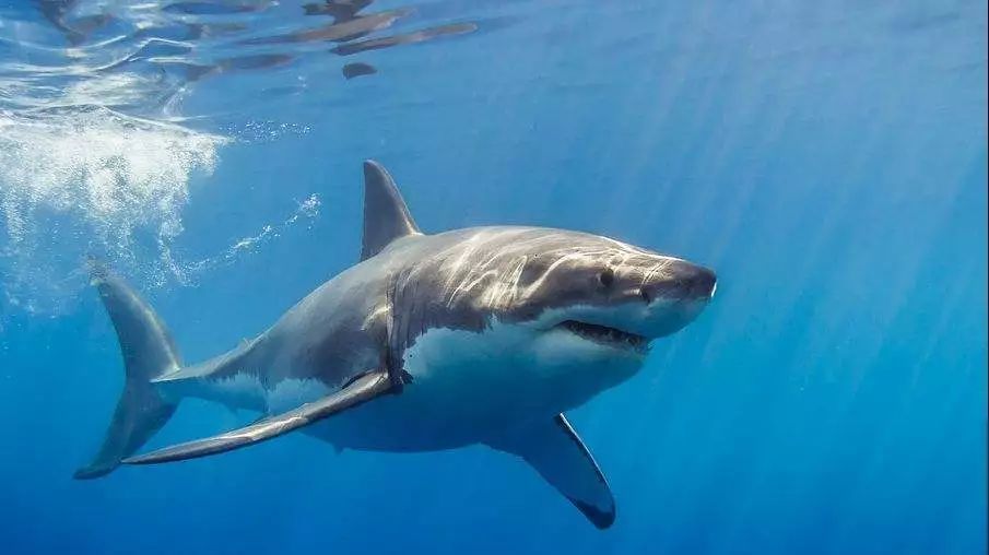 十种可怕的生物,3种可怕的动物
