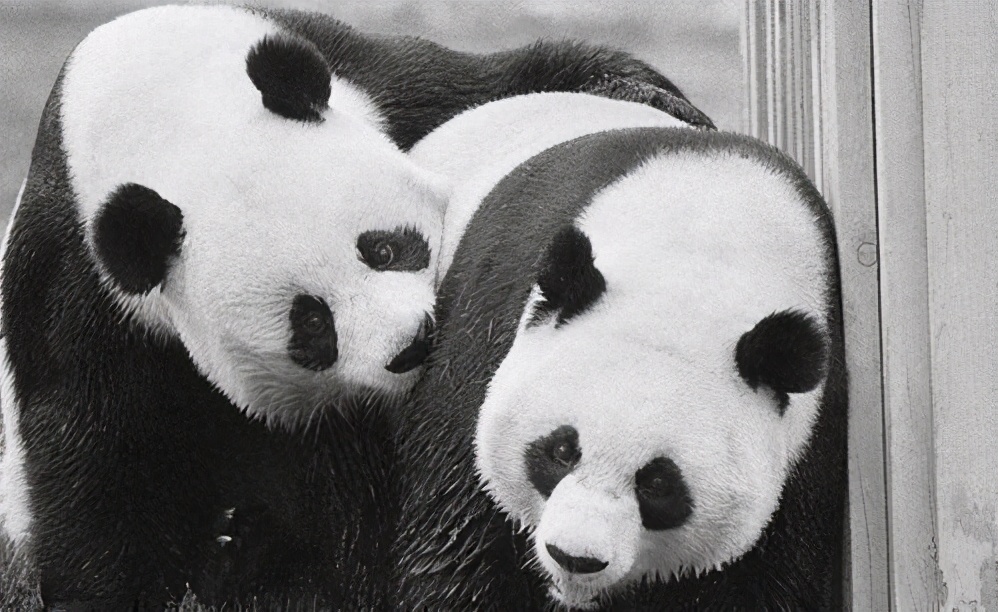 熊猫只值2.5万？美苏不要的“姬姬”，经历坎坷后终得理想归宿