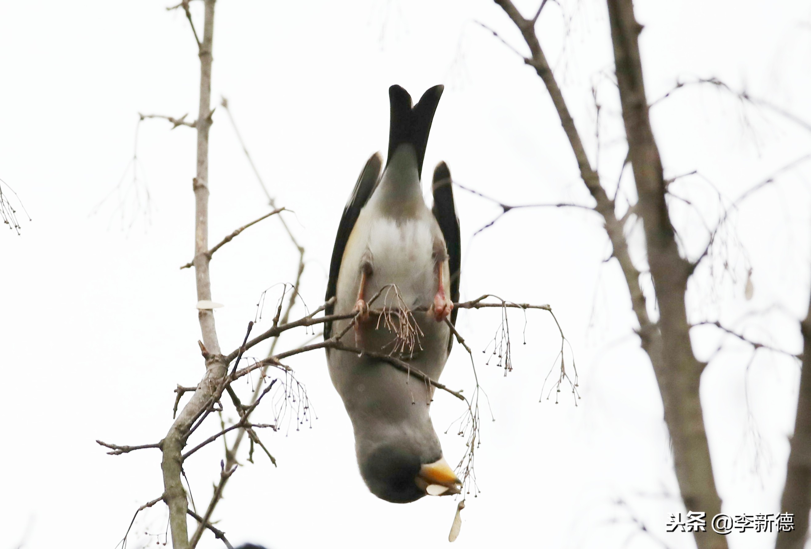 合肥望江西路蜀峰湾,合肥蜀峰湾有什么鸟