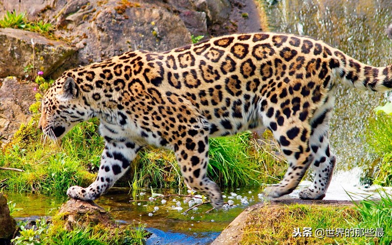 非洲草原上生存过老虎吗？是不是被狮群赶走的？网友的解释很合理