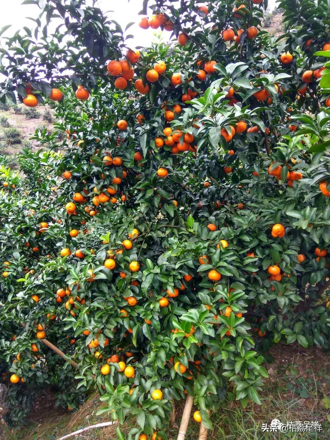 元月份柑桔管理技术,3月份柑桔管理技术