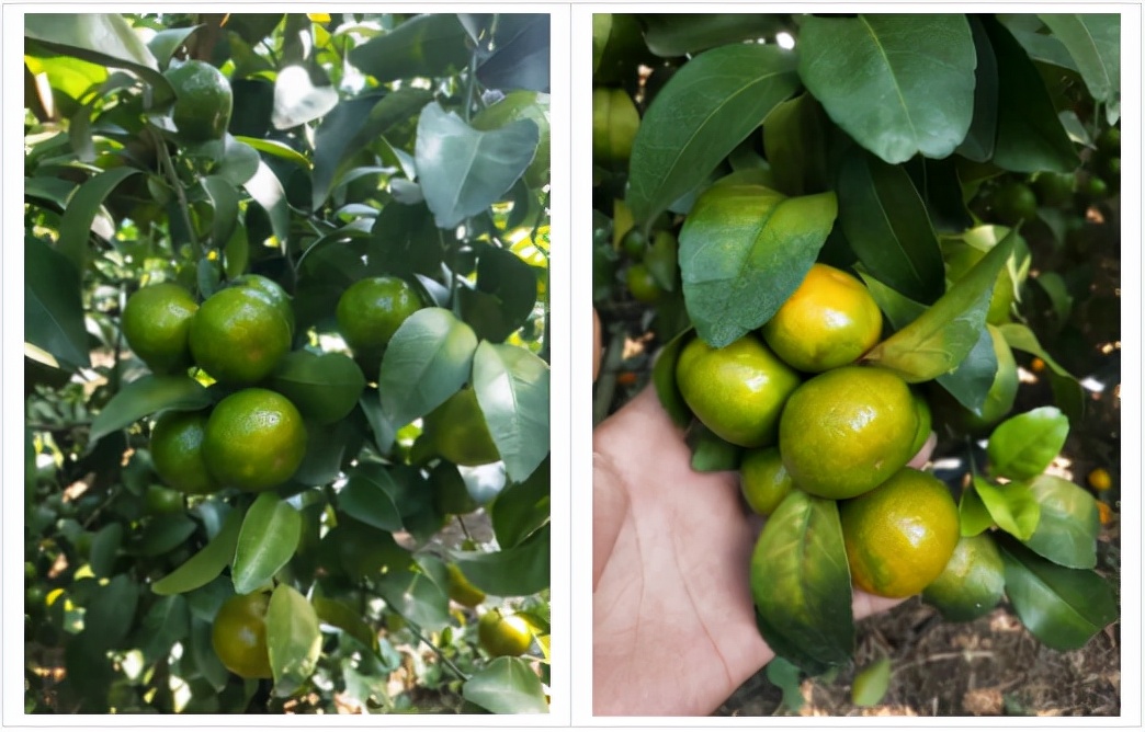 栽树为什么要用保鲜膜,留树保果灵