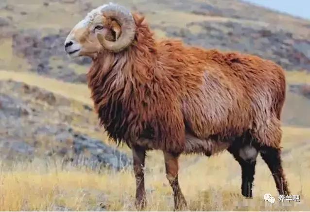 世界上最好养的羊,哪种羊最便宜又好养