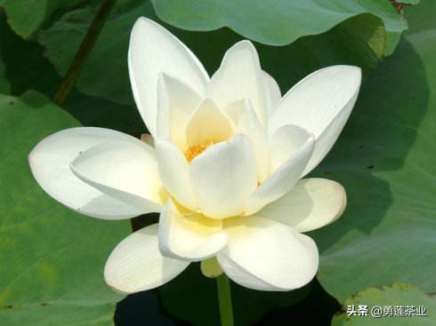 古今贤文劝学篇朗读,古今贤文增广贤文全文解读